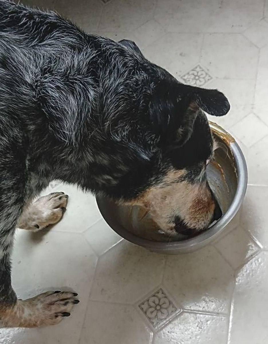 my dog licking mixing bowl